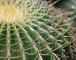 CactusCactusCactusCactusCactusCactusCactus